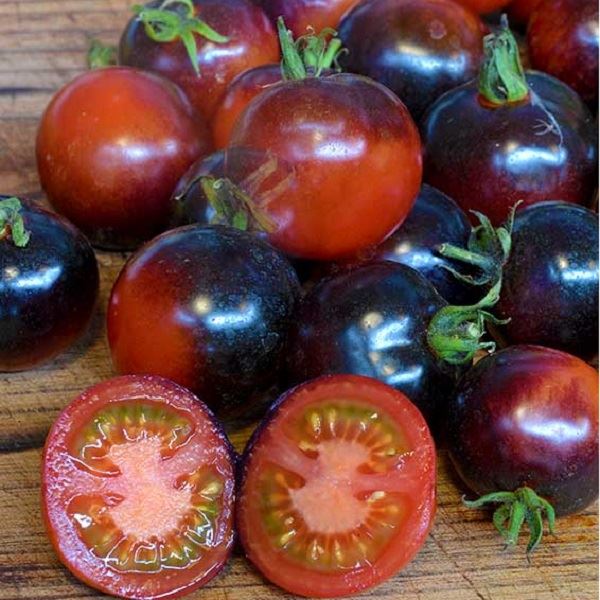 Tomato Seeds – Indigo Rose