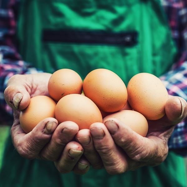 Chook-a-Look Free Range Eggs