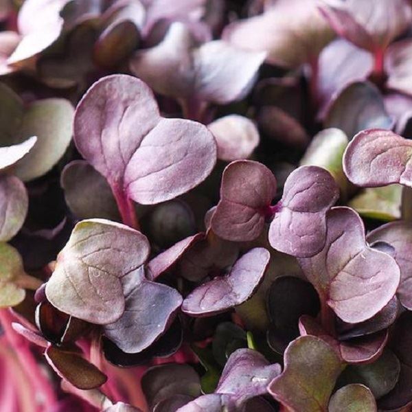 Purple Radish Microgreen Seeds 50g