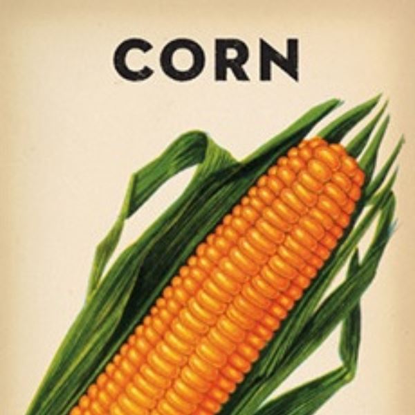 Corn Heirloom Seeds
