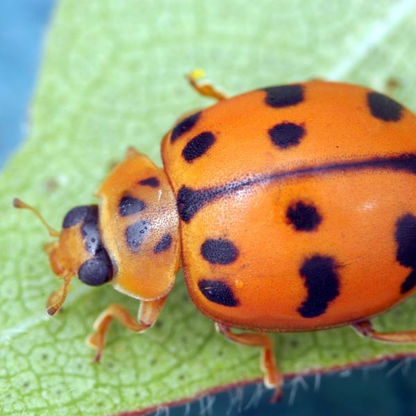 Bio Pest Control - Spotted Ladybird