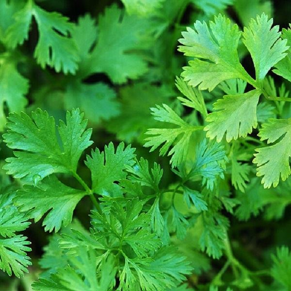 CORIANDER :: 100 SEEDS