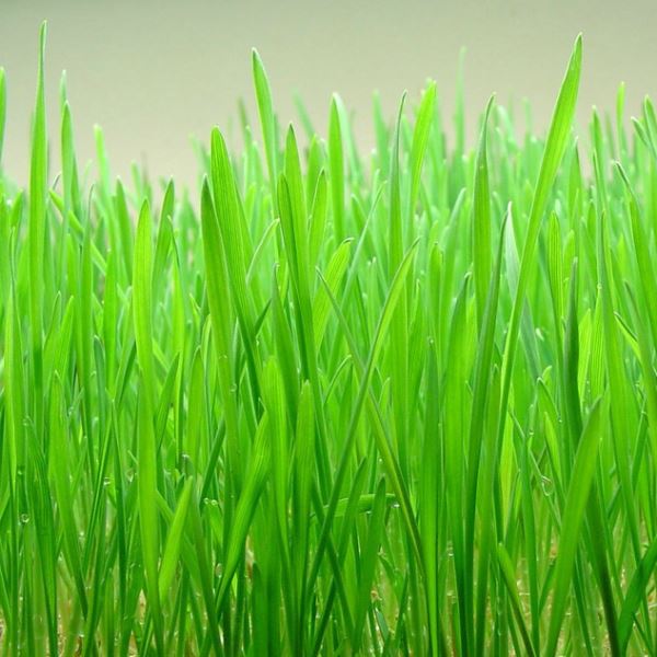Wheatgrass - Triticum aestivum 1kg