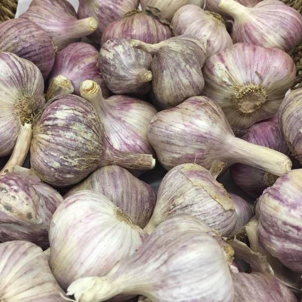 Australian Grown Italian Garlic