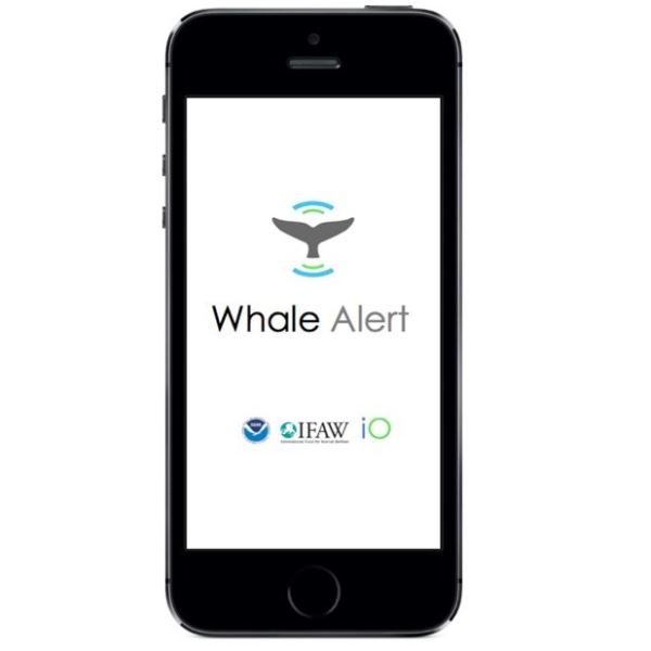 Whale Alert App - Apple