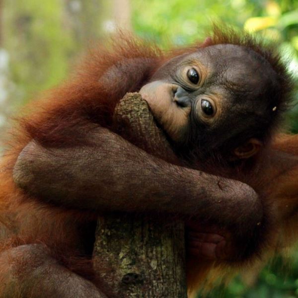 Foster an Orangutan